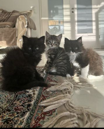3 BabyKatzen zu verkaufen