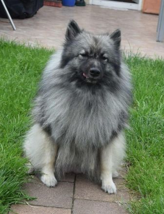 Wolfsspitzwelpen aus VDH/FCI Zucht abzugeben