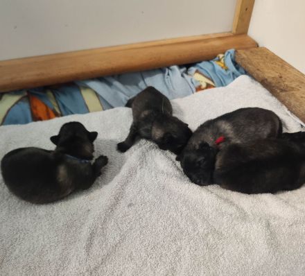 Wolfsspitzwelpen aus VDH/FCI Zucht abzugeben