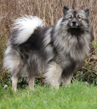 Wolfsspitzwelpen aus VDH/FCI Zucht abzugeben