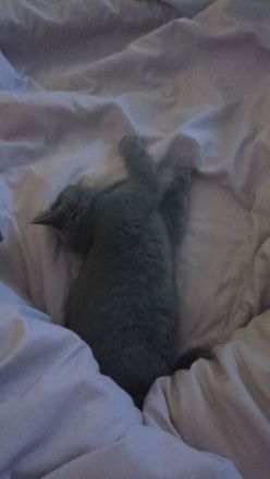 BKH Kitten Blue 12 Wochen alt