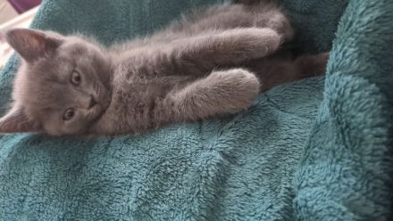 BKH Kitten Blue 12 Wochen alt