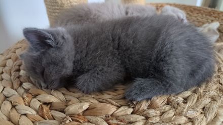 BKH Kitten Blue 12 Wochen alt