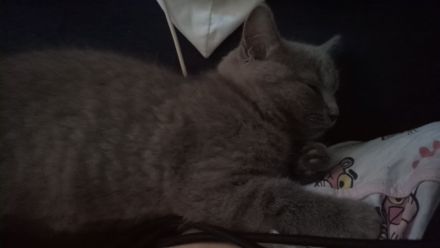 BKH Kitten Blue 12 Wochen alt