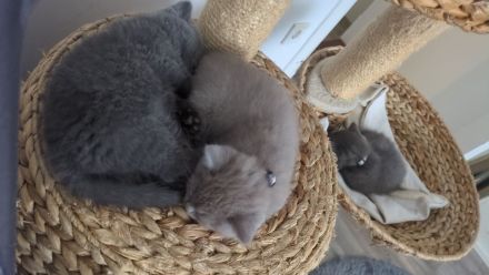 BKH Kitten Blue 12 Wochen alt