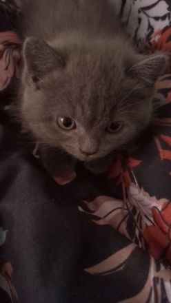 BKH Kitten Blue 12 Wochen alt