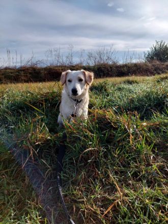 Angus, kleiner Angsthund sucht erfahrenes Zuhause, 34 cm, 2 Jahre alt, kastriert