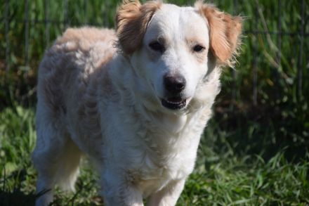 Angus, kleiner Angsthund sucht erfahrenes Zuhause, 34 cm, 2 Jahre alt, kastriert