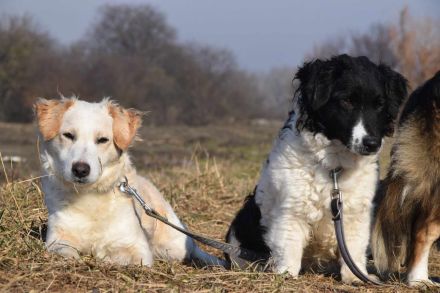 Angus, kleiner Angsthund sucht erfahrenes Zuhause, 34 cm, 2 Jahre alt, kastriert