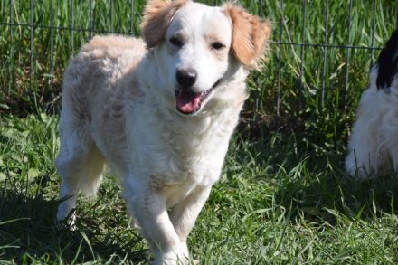 Angus, kleiner Angsthund sucht erfahrenes Zuhause, 34 cm, 2 Jahre alt, kastriert