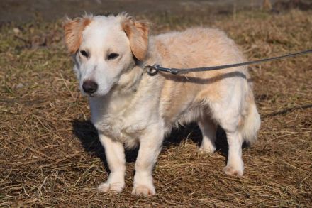 Angus, kleiner Angsthund sucht erfahrenes Zuhause, 34 cm, 2 Jahre alt, kastriert
