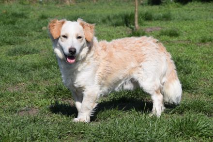 Angus, kleiner Angsthund sucht erfahrenes Zuhause, 34 cm, 2 Jahre alt, kastriert