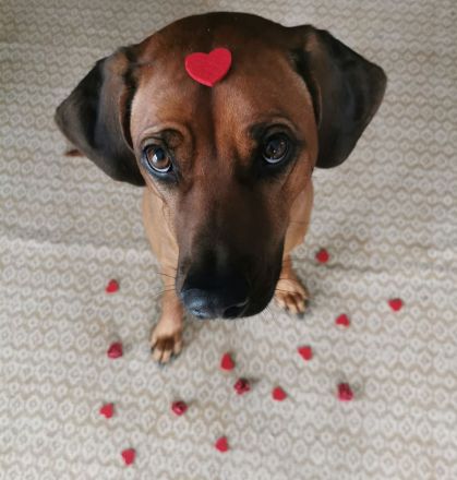 VDH/FCI /DZRR Rhodesian Ridgeback Welpen