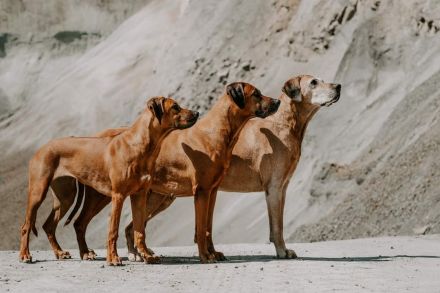 VDH/FCI /DZRR Rhodesian Ridgeback Welpen