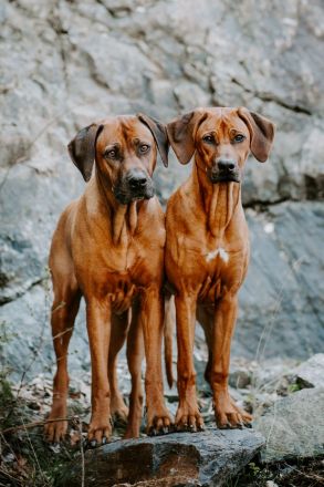 VDH/FCI /DZRR Rhodesian Ridgeback Welpen