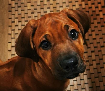 VDH/FCI /DZRR Rhodesian Ridgeback Welpen