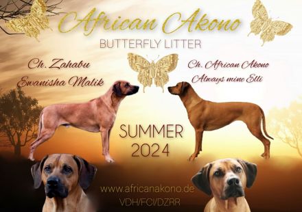 VDH/FCI /DZRR Rhodesian Ridgeback Welpen