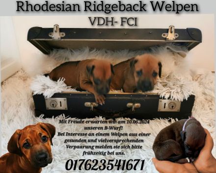 VDH/FCI /DZRR Rhodesian Ridgeback Welpen