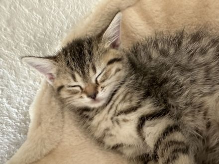 Süße BKH Kitten zu verkaufen