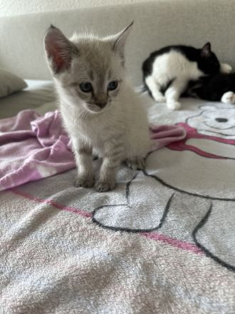 Süße BKH Kitten zu verkaufen