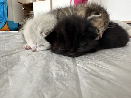 Süße BKH Kitten zu verkaufen