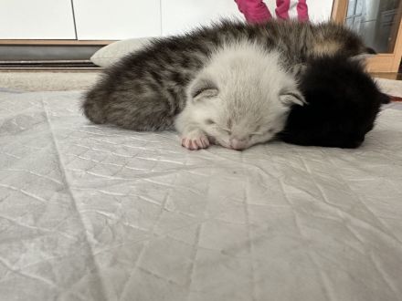 Süße BKH Kitten zu verkaufen