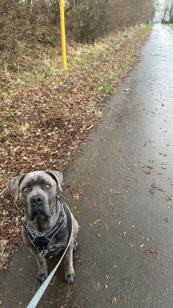 Cane Corso Rüde