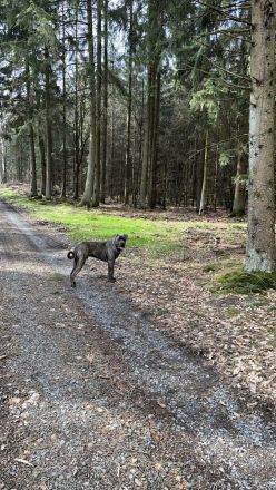 Cane Corso Rüde