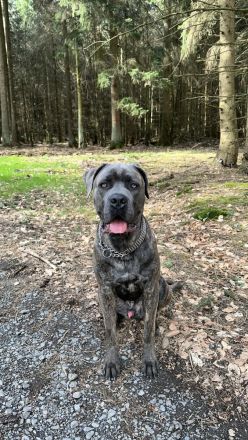 Cane Corso Rüde