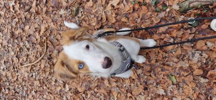 BorderColli-Australian Shepherd Mischling