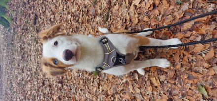 BorderColli-Australian Shepherd Mischling