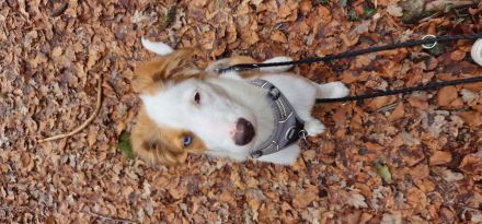 BorderColli-Australian Shepherd Mischling