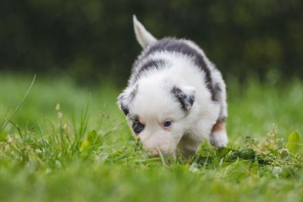 Australian Shepherd Aussies Welpen Reinrassig