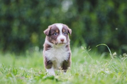 Australian Shepherd Aussies Welpen Reinrassig