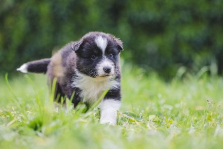 Australian Shepherd Aussies Welpen Reinrassig
