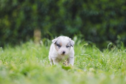 Australian Shepherd Aussies Welpen Reinrassig