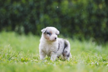 Australian Shepherd Aussies Welpen Reinrassig