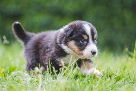 Australian Shepherd Aussies Welpen Reinrassig
