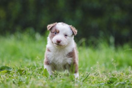 Australian Shepherd Aussies Welpen Reinrassig