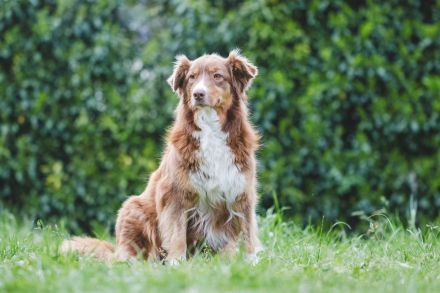 Australian Shepherd Aussies Welpen Reinrassig