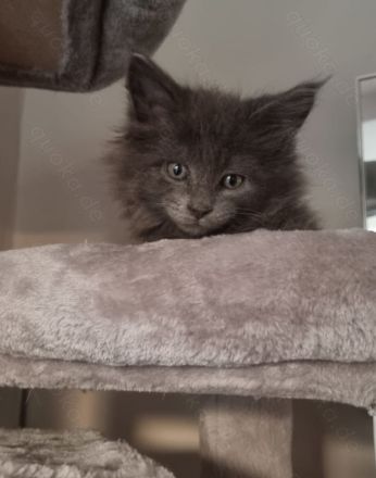 Mainecoon sucht neues liebevolles zuhause