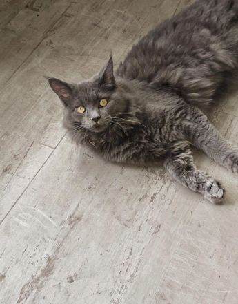 Mainecoon sucht neues liebevolles zuhause