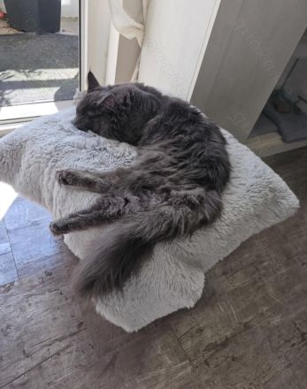 Mainecoon sucht neues liebevolles zuhause