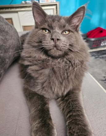 Mainecoon sucht neues liebevolles zuhause