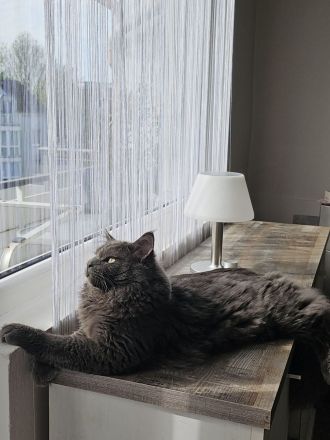 Mainecoon sucht neues liebevolles zuhause