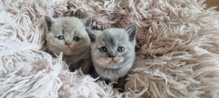 Wunderschöne Britisch Kurzhaar Babys mit Stammbaum