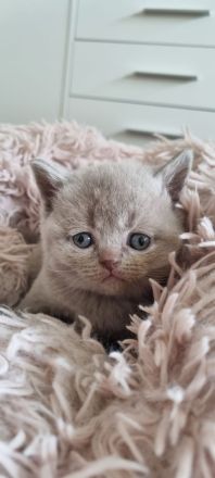 Wunderschöne Britisch Kurzhaar Babys mit Stammbaum