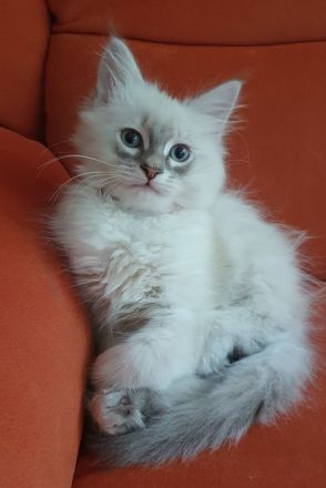 Wunderschöne Kitten Neva Masquarade, Katzenbaby. Abgabebereit.