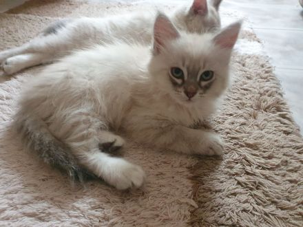 Wunderschöne Kitten Neva Masquarade, Katzenbaby. Abgabebereit.