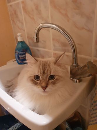 Wunderschöne Kitten Neva Masquarade, Katzenbaby. Abgabebereit.